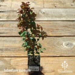 Acmena Allyn Magic -Garden Plant Store apo allyn magic tubestock