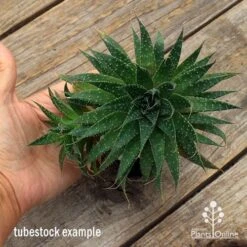 Aloe Aristata - Lace Aloe - Succulent -Garden Plant Store apo aloe aristata supersize
