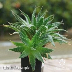 Aloe Aristata - Lace Aloe - Succulent