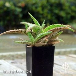 Aloe Pink Blush - Succulent -Garden Plant Store apo aloe pink blush 1