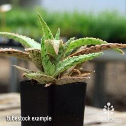 Aloe Pink Blush - Succulent -Garden Plant Store apo aloe pink blush 2