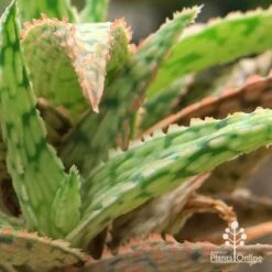 Aloe Pink Blush - Succulent -Garden Plant Store apo aloe pink blush colours