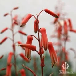 Aloe Pink Blush - Succulent -Garden Plant Store apo aloe pink blush flowers