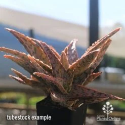 Aloe Pink Blush - Succulent -Garden Plant Store apo aloe pink blush in winter