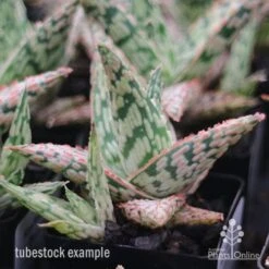 Aloe Pink Blush - Succulent -Garden Plant Store apo aloe pink blush tubestock