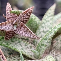 Aloe Quicksilver - Succulent -Garden Plant Store apo aloe quicksilver colours
