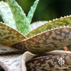 Aloe Quicksilver - Succulent -Garden Plant Store apo aloe quicksilver colours 1