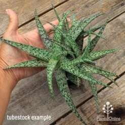 Aloe Quicksilver - Succulent -Garden Plant Store apo aloe quicksilver supersize
