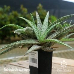 Aloe Quicksilver - Succulent -Garden Plant Store apo aloe quicksilver tubestock 2