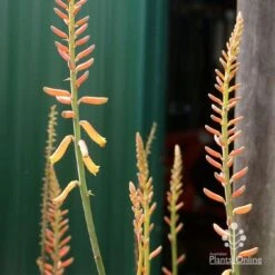 Aloe Vera - Succulent -Garden Plant Store apo aloe vera buds