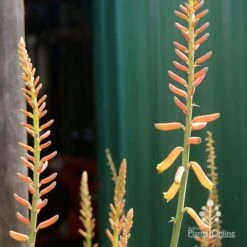 Aloe Vera - Succulent -Garden Plant Store apo aloe vera buds2