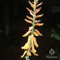 Aloe Vera - Succulent -Garden Plant Store apo aloe vera flower sun