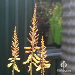 Aloe Vera - Succulent -Garden Plant Store apo aloe vera flowers winter