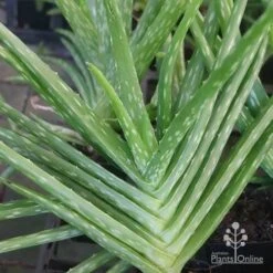 New Products -Garden Plant Store apo aloe vera herringbone