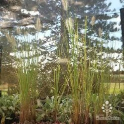 Pennisetum Alopecuroides - Swamp Fountain Grass -Garden Plant Store apo alopecuroides in nuery