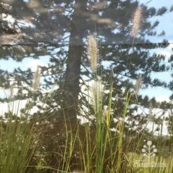 Pennisetum Alopecuroides - Swamp Fountain Grass -Garden Plant Store apo alopecuroides in nursery2