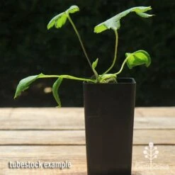 Anemone Fall In Love Sweetly- Japanese Anemone -Garden Plant Store apo anemone fall in love tubestock