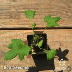 Anemone Fall In Love Sweetly- Japanese Anemone -Garden Plant Store apo anemone fall in love tubestock top