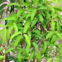 Backhousia Anisata - Aniseed Myrtle -Garden Plant Store apo anisata foliage