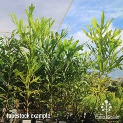 Grevillea Baileyana - Brown Silky Oak -Garden Plant Store apo april baileyana