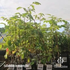 Burdekin Plum - Pleiogynium -Garden Plant Store apo april burdekin