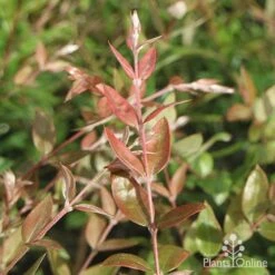 Austromyrtus Blush - Pink Midgem Berry -Garden Plant Store apo austromyrtus blush foliage