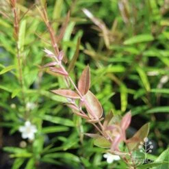 Austromyrtus Blush - Pink Midgem Berry -Garden Plant Store apo austromyrtus blush leaf colour