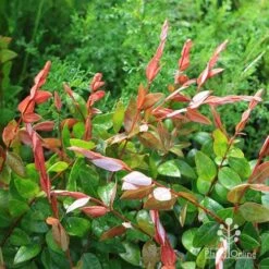 Austromyrtus Blush - Pink Midgem Berry -Garden Plant Store apo austromyrtus blush new foliage