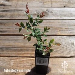 Austromyrtus Blush - Pink Midgem Berry -Garden Plant Store apo austromyrtus blush tubestock