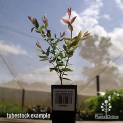 Austromyrtus Blush - Pink Midgem Berry -Garden Plant Store apo austromyrtus blush tubestock2