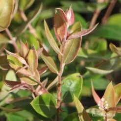 Austromyrtus Blush - Pink Midgem Berry -Garden Plant Store apo austromyrtus blush winter colour