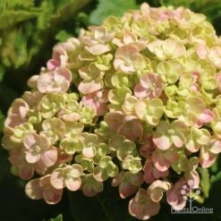 Hydrangea Ayesha -Garden Plant Store apo ayesha hydrangea buds