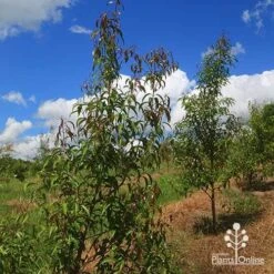 Backhousia Anisata - Aniseed Myrtle -Garden Plant Store apo backhousia anisata habit