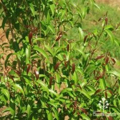 Backhousia Anisata - Aniseed Myrtle -Garden Plant Store apo backhousia anisata new leaves