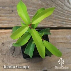 Backhousia Anisata - Aniseed Myrtle -Garden Plant Store apo backhousia anisata tubestock top