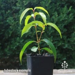 Backhousia Anisata - Aniseed Myrtle -Garden Plant Store apo backhousia anisata tubestock2