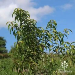 Backhousia Anisata - Aniseed Myrtle -Garden Plant Store apo backhousia anisata young