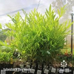 Grevillea Baileyana - Brown Silky Oak -Garden Plant Store apo baileyana big