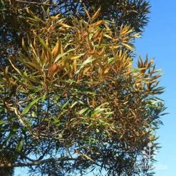 Grevillea Baileyana - Brown Silky Oak -Garden Plant Store apo baileyana gold foliage