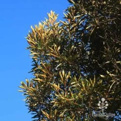 Grevillea Baileyana - Brown Silky Oak -Garden Plant Store apo baileyana gold leaf