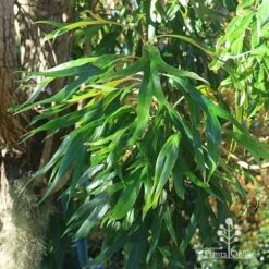 Grevillea Baileyana - Brown Silky Oak -Garden Plant Store apo baileyana green foliage