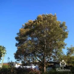 Grevillea Baileyana - Brown Silky Oak -Garden Plant Store apo baileyana tree nursery reverse