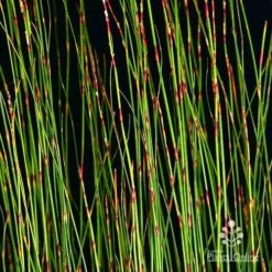 Baloskion - Tassel Cord Rush -Garden Plant Store apo baloskion banding