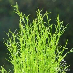 Baloskion - Tassel Cord Rush -Garden Plant Store apo baloskion tubestock close
