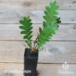 New Products -Garden Plant Store apo banksia blechnifolia