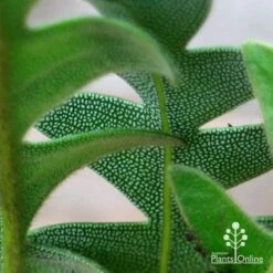 Banksia Blechnifolia -Garden Plant Store apo banksia blechnifolia under leaf