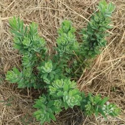 Callistemon Better John -Garden Plant Store apo better john above