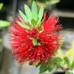 Callistemon Better John -Garden Plant Store apo better john callistemon flower