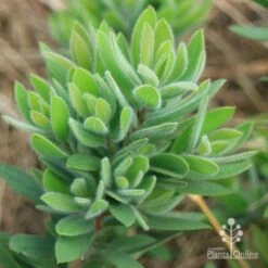 Callistemon Better John -Garden Plant Store apo better john foliage closeup