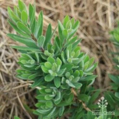 Callistemon Better John -Garden Plant Store apo better john foliage nursery